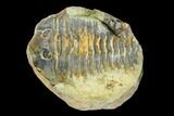 Fossil Calymene Trilobite Nodule - Morocco #100012-2